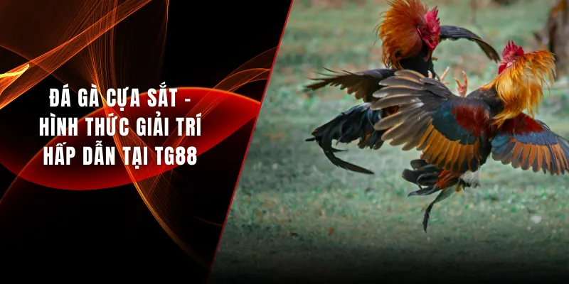 Đá gà cựa sắt